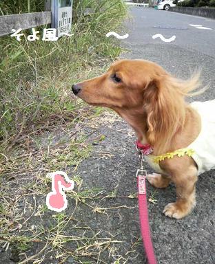 お散歩