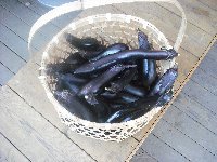 社長農園