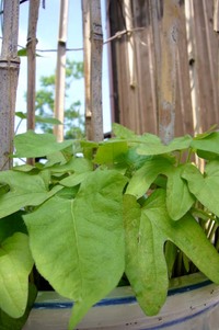 梅雨の晴れ間 2008/07/04 13:13:44