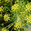 6月