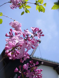 青空の下で・・・ 2010/04/21 19:21:00