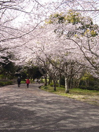サクラサク 2010/04/03 18:16:00