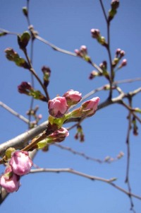 ツボミふくらむ 2009/03/24 13:12:04