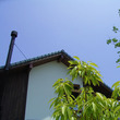 ナスの花
