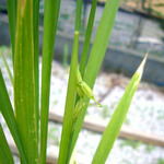 穂ほほ～^^