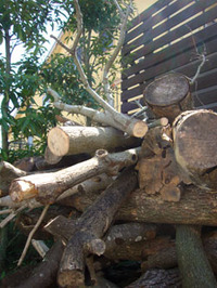 今年の薪 2009/10/31 17:53:38