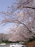 佐鳴湖公園(北側駐車場)のサクラ情報～！