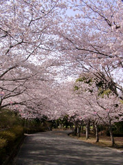 佐鳴湖公園(北側駐車場)のサクラ情報～！