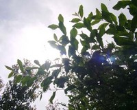 庭にて・・・