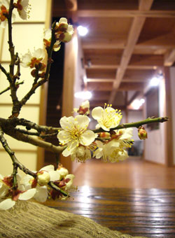 ume　かおる
