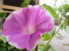 いただきもの^^