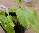 仲間入り