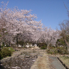 今朝の佐鳴湖公園