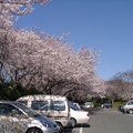 佐鳴湖公園『サクラ咲く』