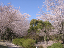 今朝の佐鳴湖公園