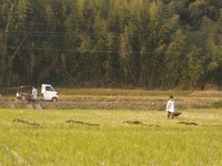 全校実習（作物部）　　　　
