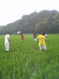全校実習(作物部）