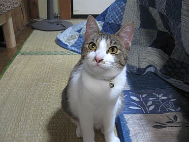 霜月のなつ