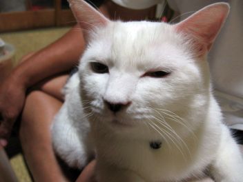 ちょび太の念力