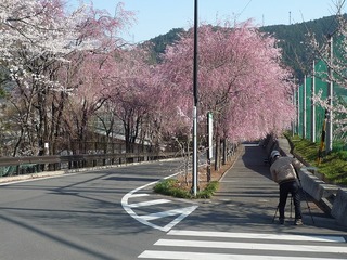 川根本町「徳山の桜」2012/4/10撮影