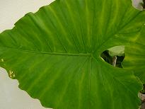 裏庭にある南国風植物