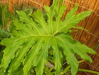 裏庭にある南国風植物