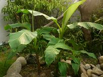 裏庭にある南国風植物