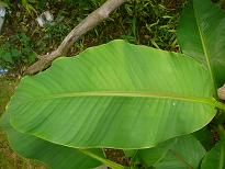 裏庭にある南国風植物