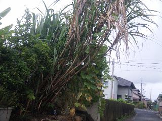 台風対策