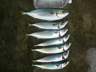 まだ釣れてます