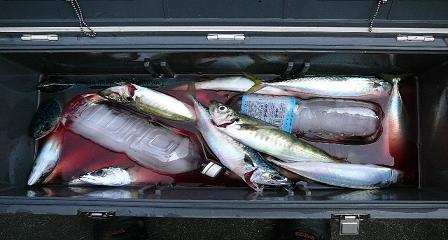 釣果