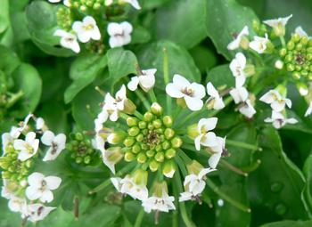 野生クレソンの花 したらの山歩き