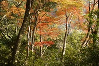 名残りの色　鳳来寺山