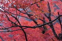 名残りの色　鳳来寺山