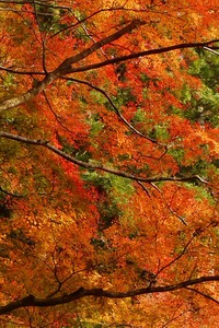 名残りの色　鳳来寺山