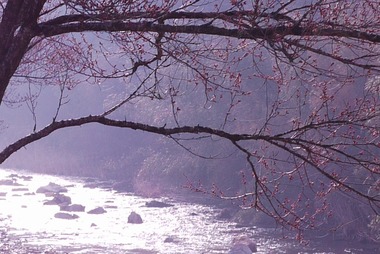 左近の桜