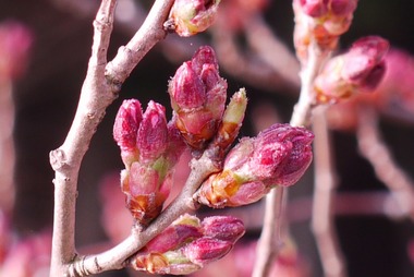 左近の桜
