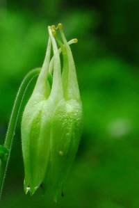 私、明日、咲きます♪