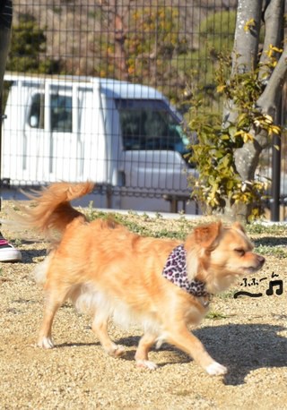 グランデちゃん・ラッキーくん＊ドッグラン