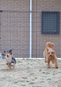 アスランくんお泊まりレポート２