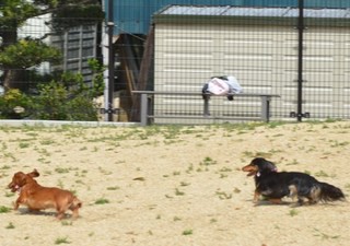 ソラちゃん・クーちゃん＊ドッグラン