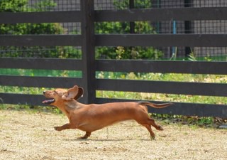 ホームズちゃん＊ドッグラン