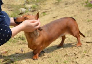 ホームズちゃん＊ドッグラン