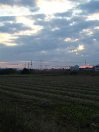 11月27日…今朝は少な目です 2009/11/27 07:50:36
