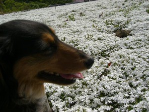 芝桜！！