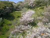 花を愛でるのは