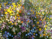 花を愛でるのは