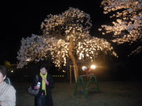 夜桜 2009/04/04 09:38:07