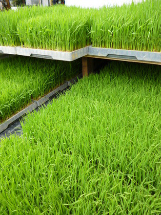 田植えまえ