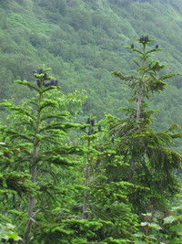 しいくれっど　があでん　in　白馬　下 2011/08/12 20:50:43